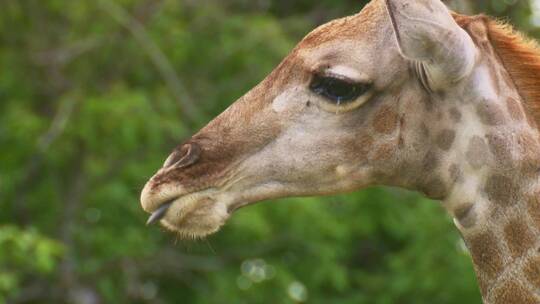 长颈鹿舔鼻子