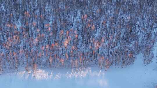 银色呼伦贝尔冬季丘陵白桦林雪景