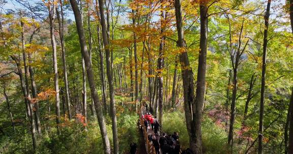 秋天的米仓山秦岭黄柏塬