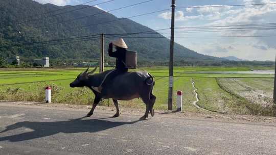 农民骑水牛走在乡间道路上的场景