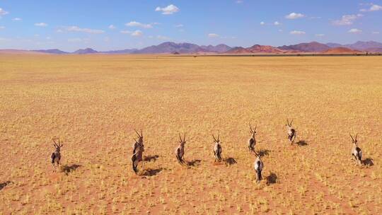 一群羚羊在平原上奔跑