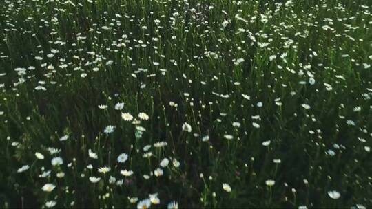 覆盖田野的白色野花