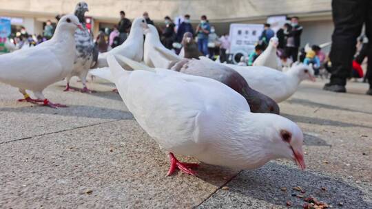 投喂鸽子