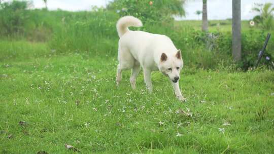 美丽的狗在草地上散步和嗅。秋田犬。