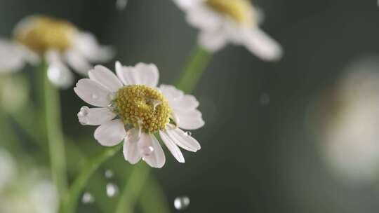 雨中的洋甘菊雨中的花高速慢镜头雨滴落下