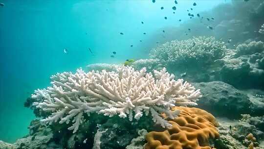 唯美海洋海底世界水下世界珊瑚丛鱼类生物a