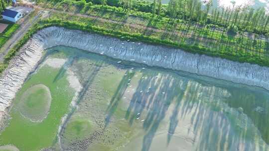 4K120p白鹭湿地乡村农田生态保护