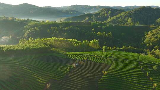 航拍茶山茶园