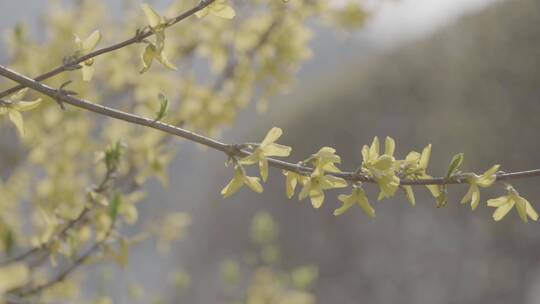 迎春花开LOG视频素材枝头特写拍摄