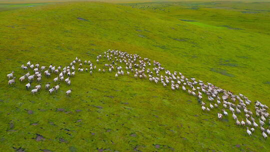 甘南草原夏季牦牛羊群4K航拍