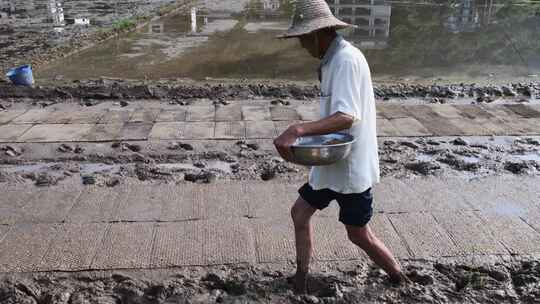 农民在水田中劳作的场景