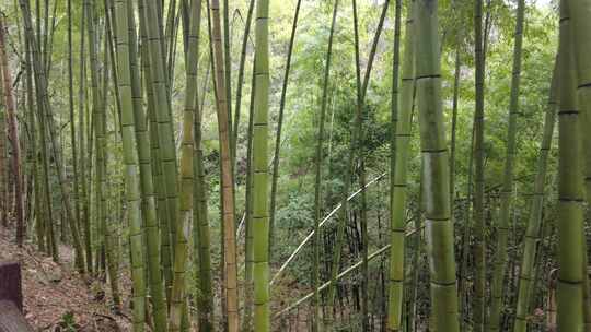 山中植物小路实拍