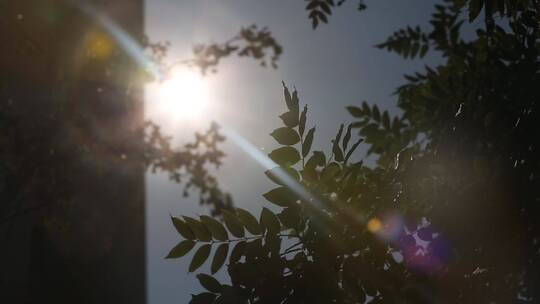 夏季仰视天空树叶光影摇曳逆光太阳