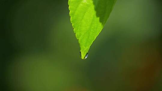 叶子滴水 水珠 滴落