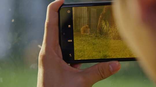 2023广州动物园游览狮子视频素材模板下载
