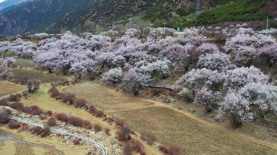 林芝索松村桃花