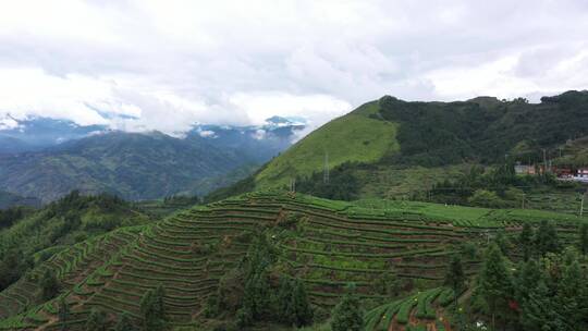 4K航拍全景采茶女在山上采茶