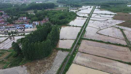 水稻 插秧田 农业视频素材模板下载