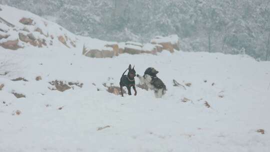 山林雪地里两只小狗嬉戏奔跑