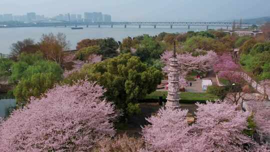 杭州白塔公园樱花