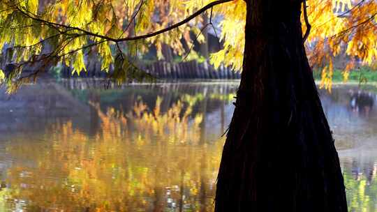 秋天南京燕雀湖落羽杉水杉林金黄色水中倒影