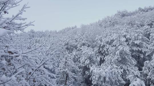 航拍雪景森林