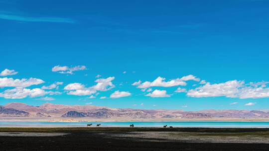 西藏阿里湖边野驴风光延时