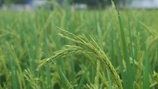 雨中的稻穗水稻特写雨露水珠田野