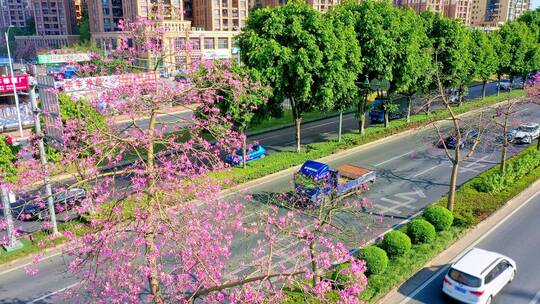 异木棉花了 城市快速环线 公路 道路隔离带