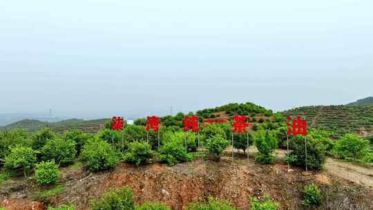 茶油树种植基地