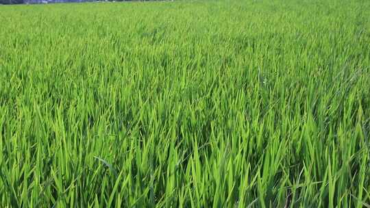 水稻稻谷禾苗素材