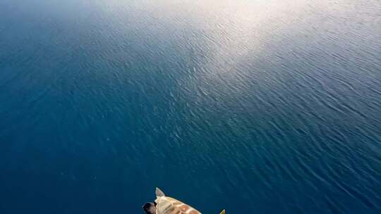 海面俯瞰海龟