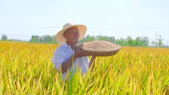 稻田丰收