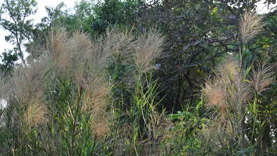 芦苇 狗尾巴草 芦花 阳光 空镜 实拍