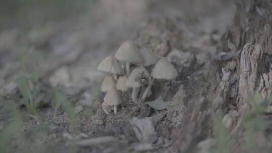 阳光下的蘑菇
