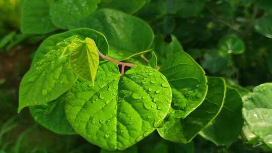 晨光露水花草树木高清实拍