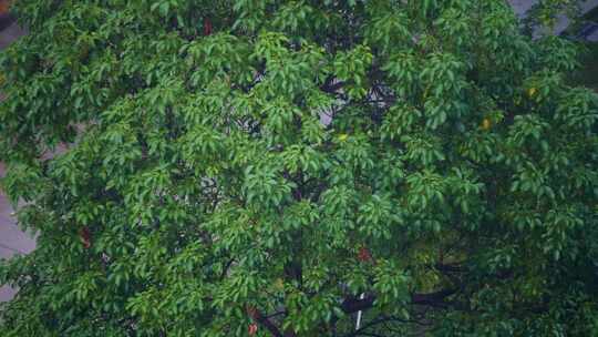 下雨茂密绿树雨景