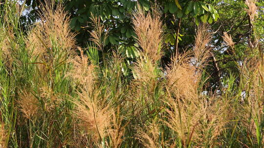 芦苇 狗尾巴草 芦花 阳光 空镜 实拍