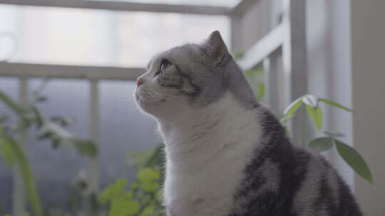 窗台一只可爱的宠物猫视频素材模板下载