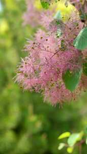 花草植物空镜素材——黄栌花