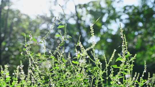 阳光下的园艺植物野花花圃