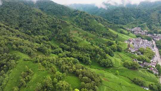 杭州西湖龙井茶园梅家坞清新茶山