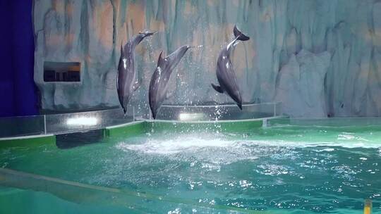 海豚海狮海豹表演海洋馆极地馆动物表演升格视频素材模板下载