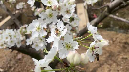 梨花与蜜蜂