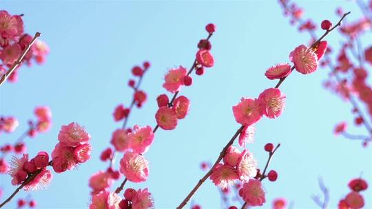 春季红色梅花景观