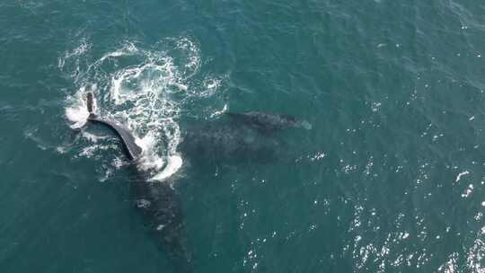 空中拍摄莫桑比克海岸附近的座头鲸家族