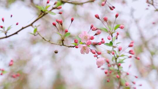 春天来了花开了含苞待放花蕾4K