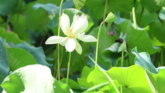 蜻蜓 荷花 升格慢动作 慢镜头