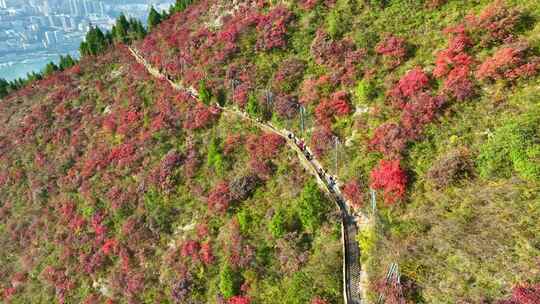 三峡红叶