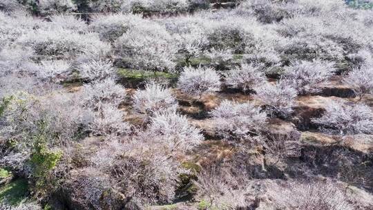 福州永泰青梅花航拍（葛岭万石村）11